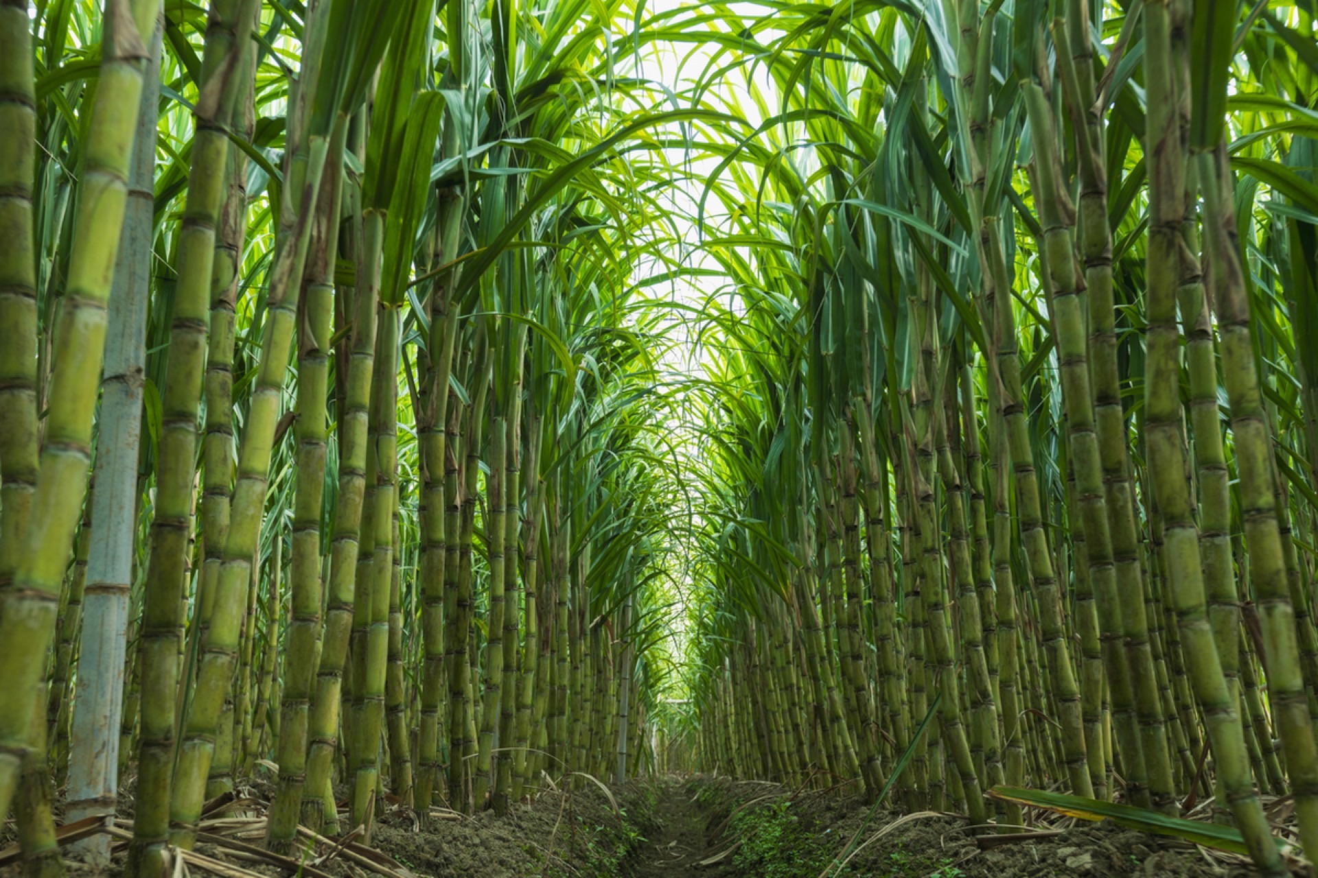 Pakistan Approves GM Sugarcane and GM Cotton for Commercialization and GM Canola for Food, Feed, and Processing