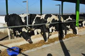 Pakistan firm secures 300 Aussie heifers for expansion